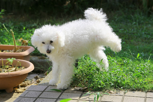 犬がトイレの失敗を繰り返す。3つの原因と対策方法